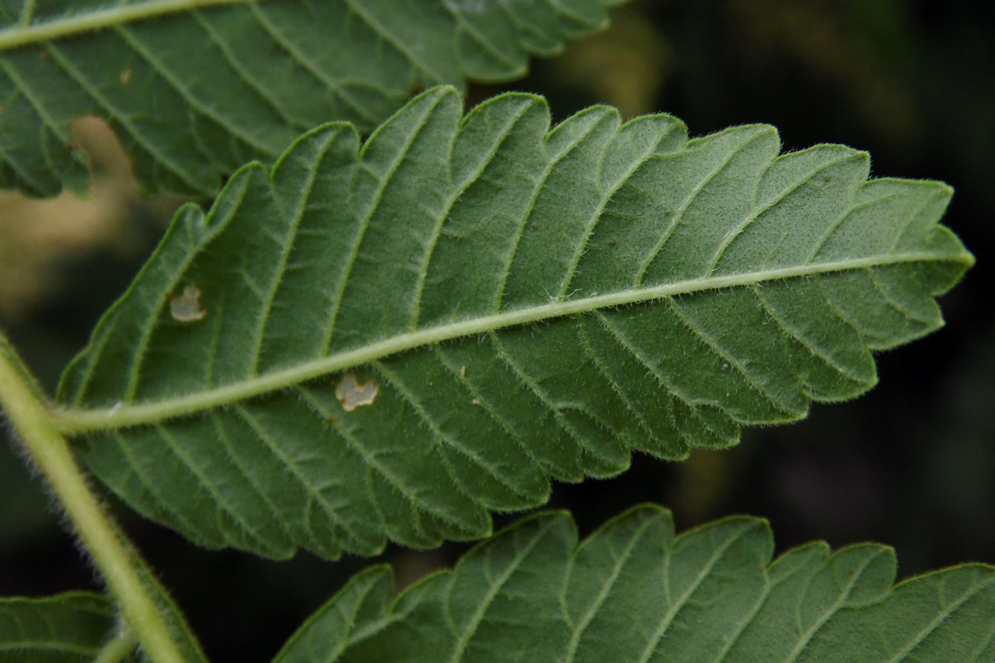 Image of Rhus coriaria specimen.