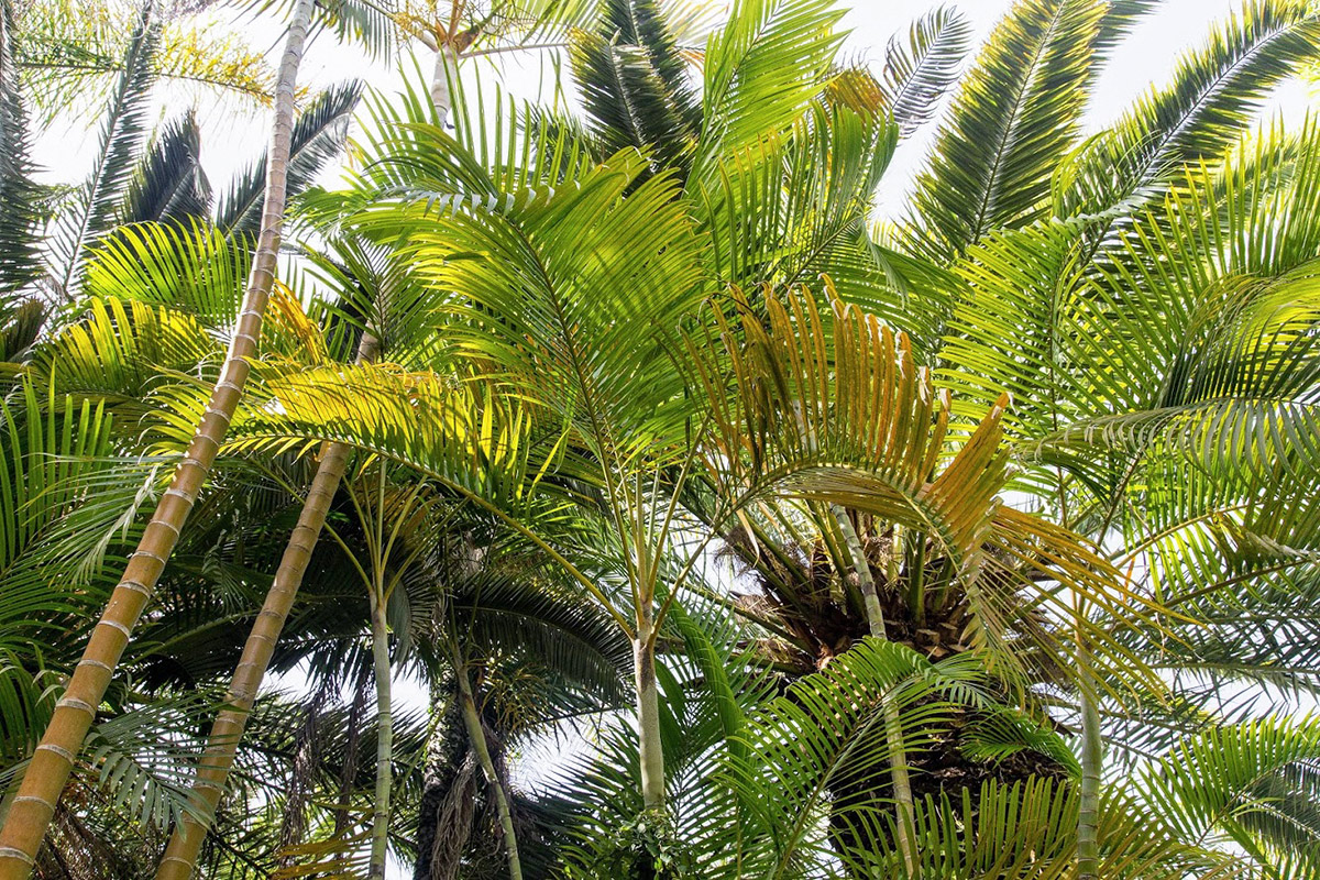 Image of Dypsis lutescens specimen.