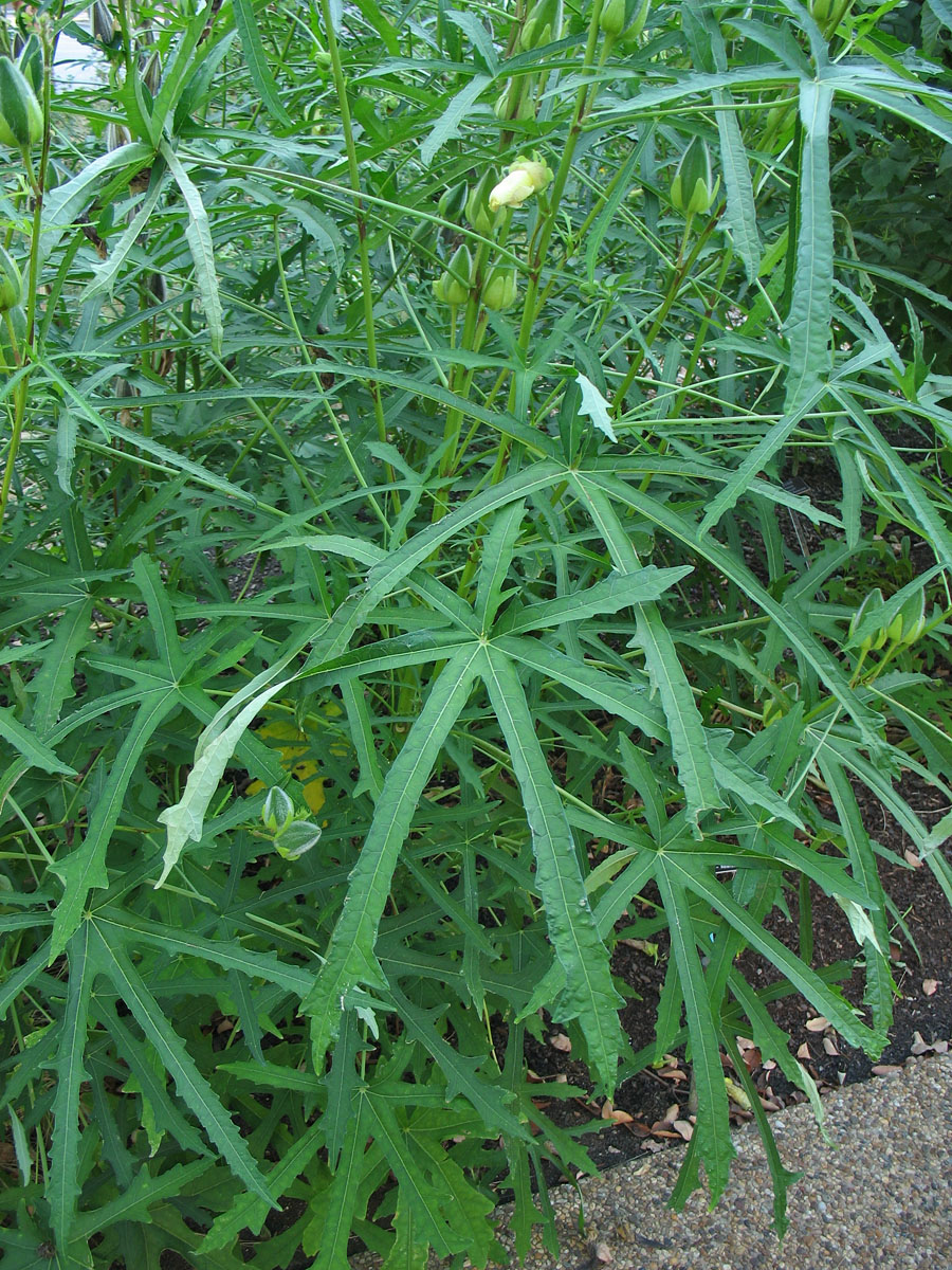 Image of Hibiscus manihot specimen.