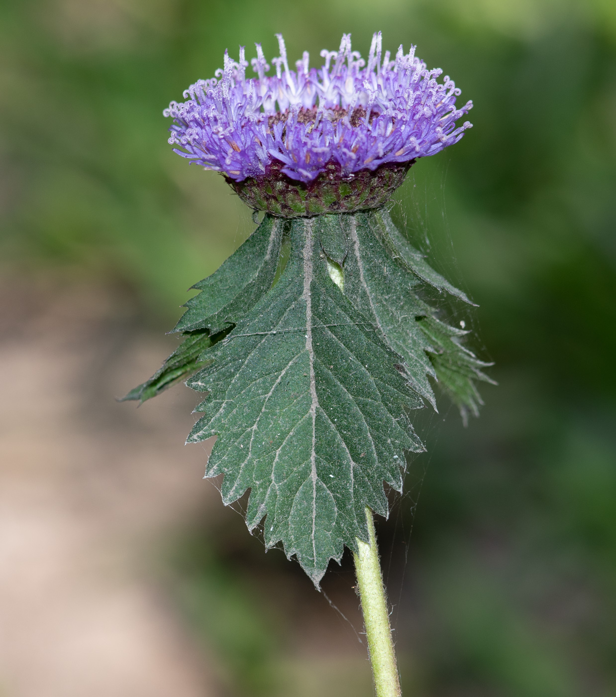 Image of Centratherum punctatum specimen.