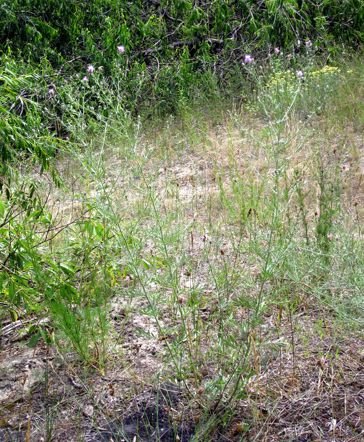 Image of Centaurea borysthenica specimen.