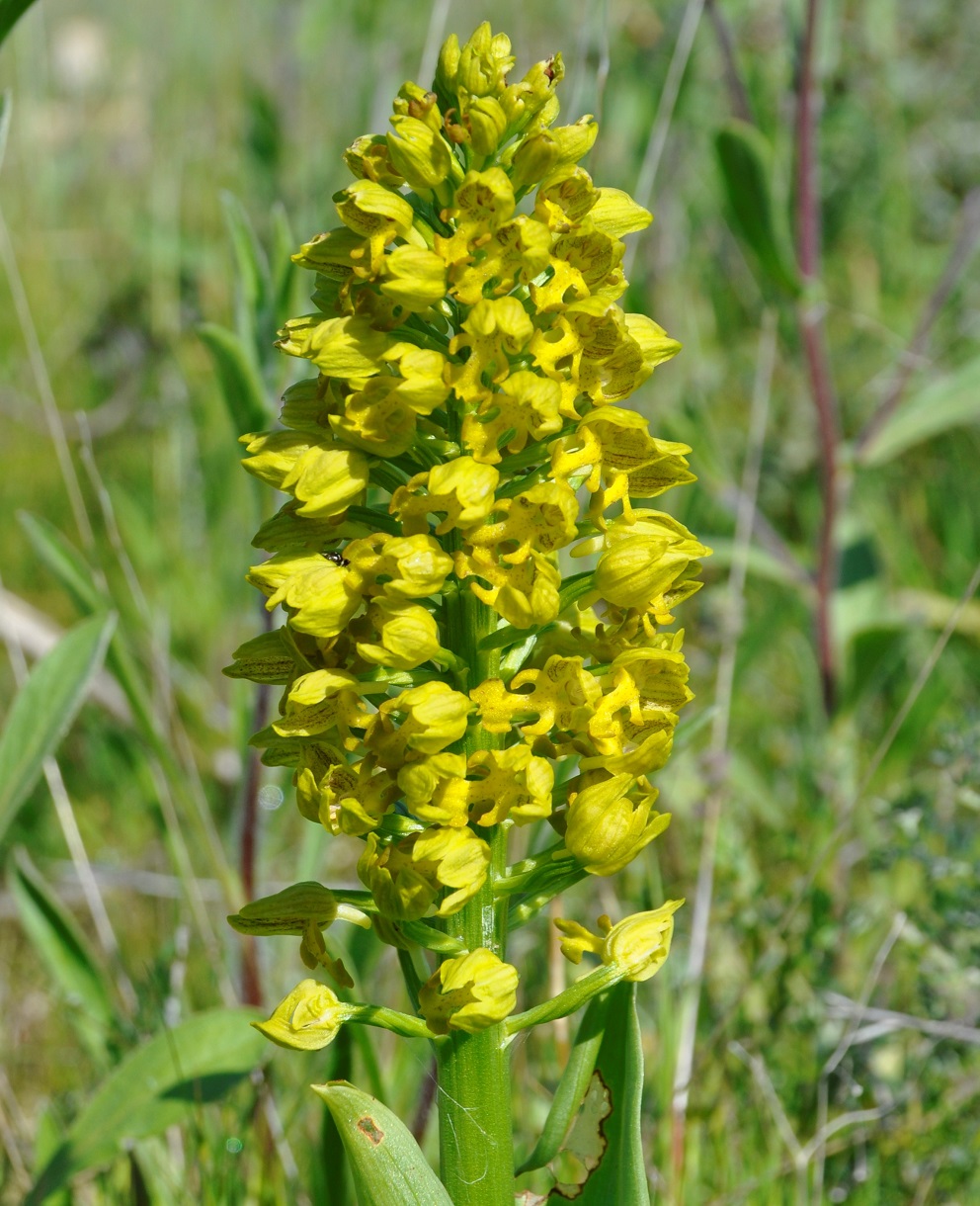 Image of Orchis punctulata specimen.