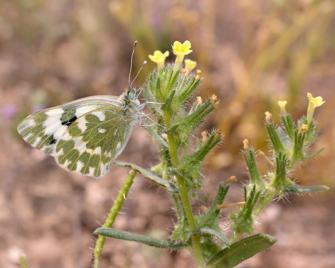 Изображение особи Arnebia decumbens.