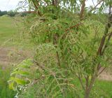 Sorbus aucuparia