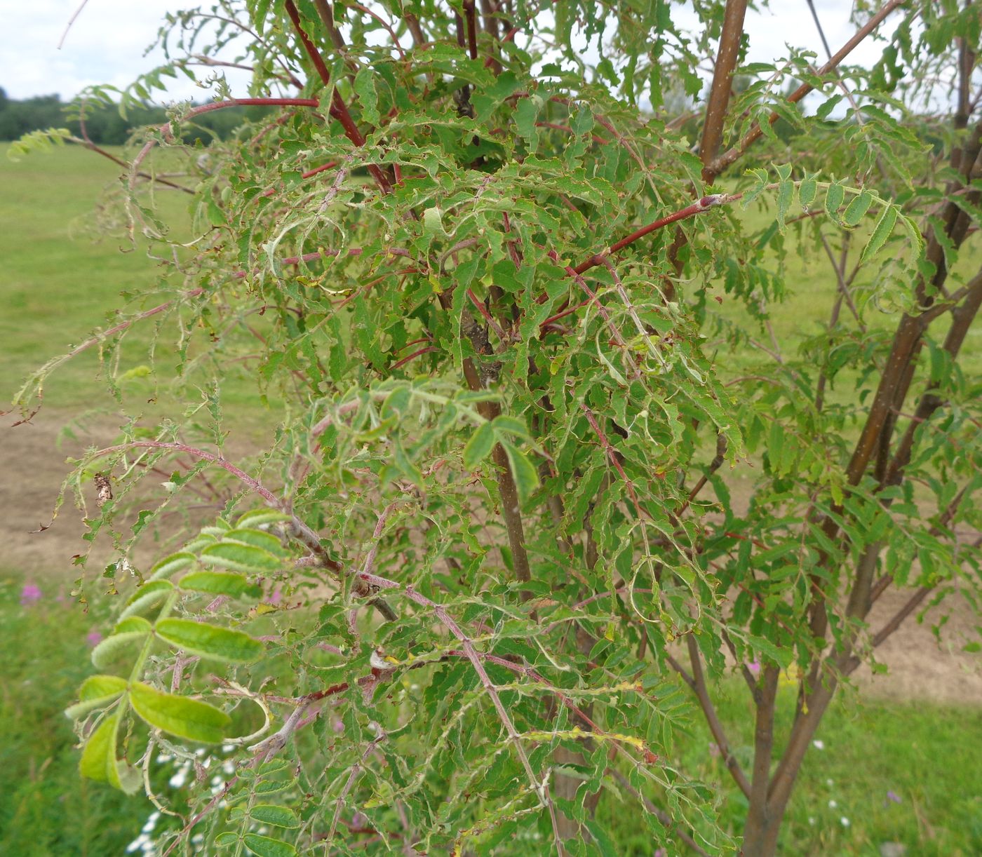 Изображение особи Sorbus aucuparia.