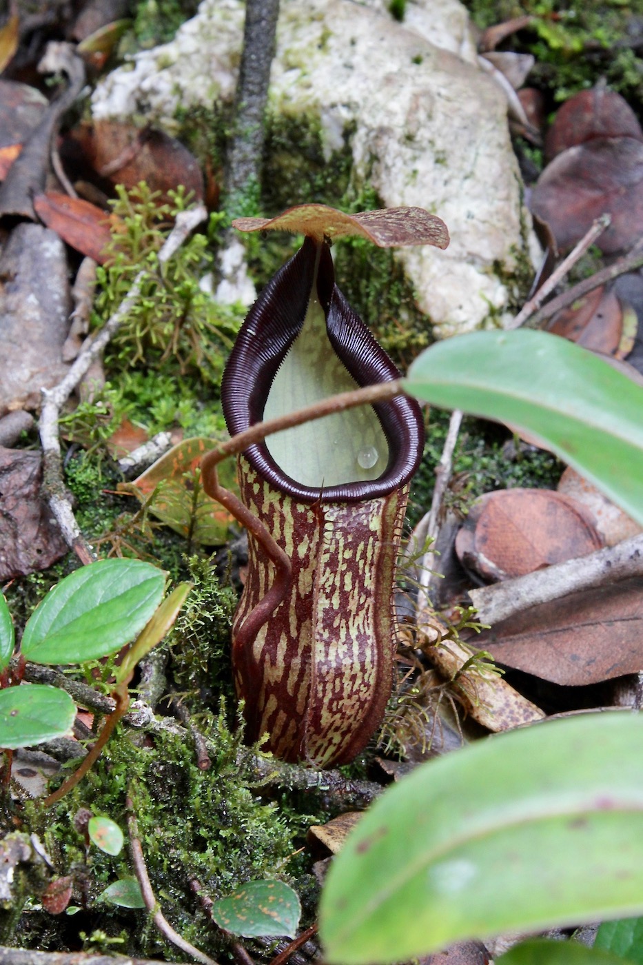 Image of Nepenthes macfarlanei specimen.