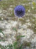 View full-size image Echinops biebersteinii