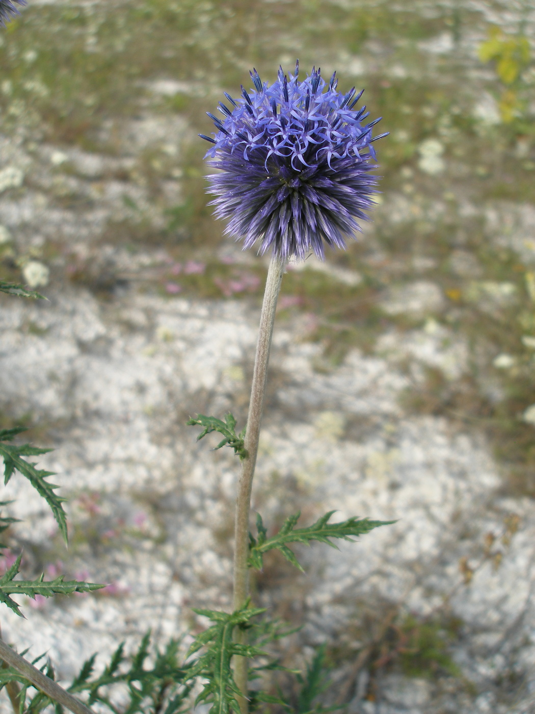 Image of Echinops ruthenicus specimen.