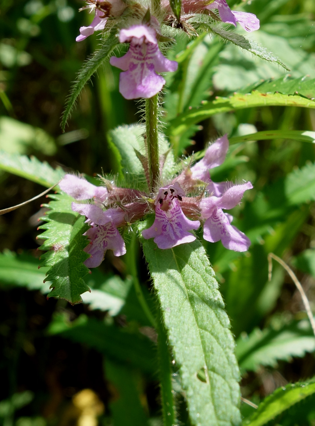 Image of Stachys aspera specimen.