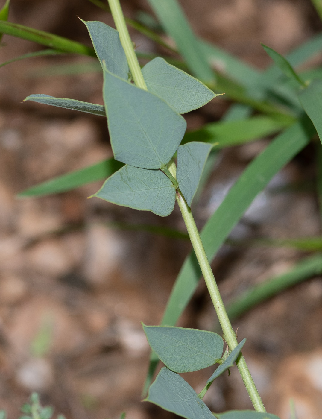 Image of Otoptera burchellii specimen.