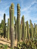 Carnegiea gigantea. Отплодоносившие и вегетирующие растения. Испания, Каталония, провинция Girona, Costa Brava, Blanes, ботанический сад \"Pinya de Rosa\". 27 октября 2008 г.