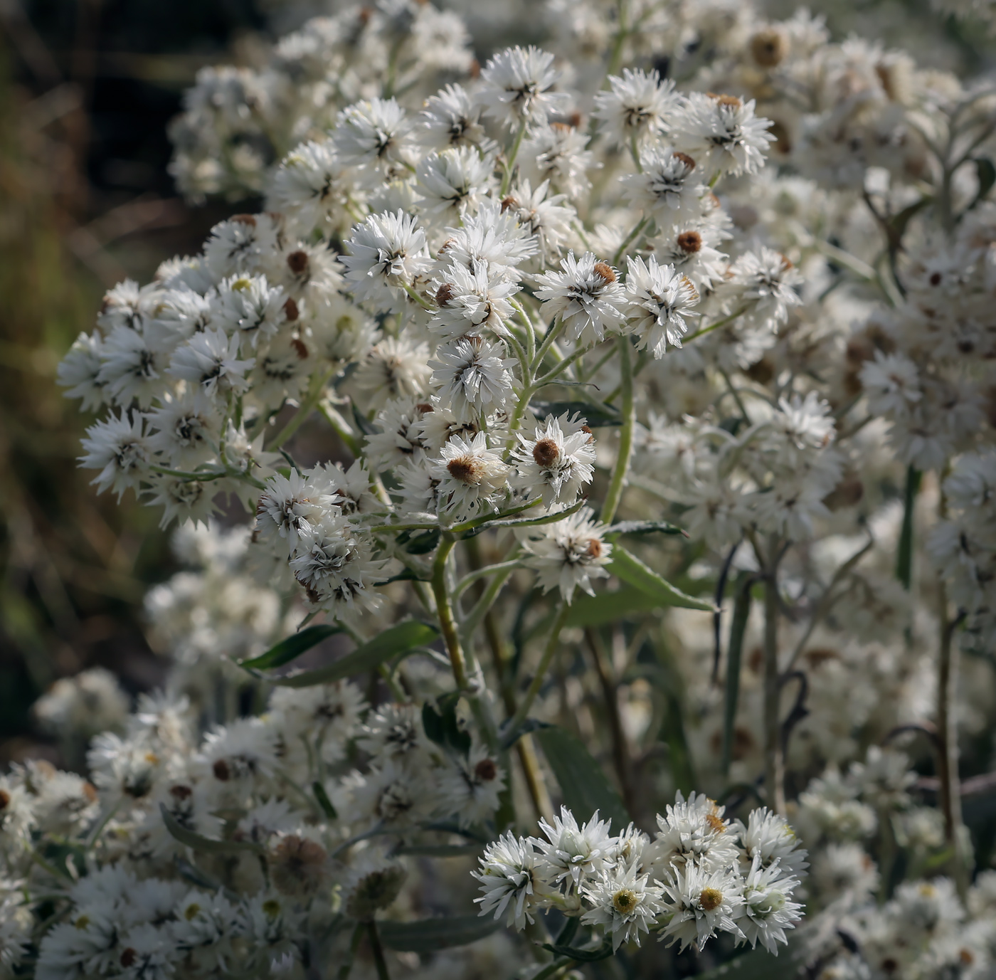 Изображение особи Anaphalis margaritacea.