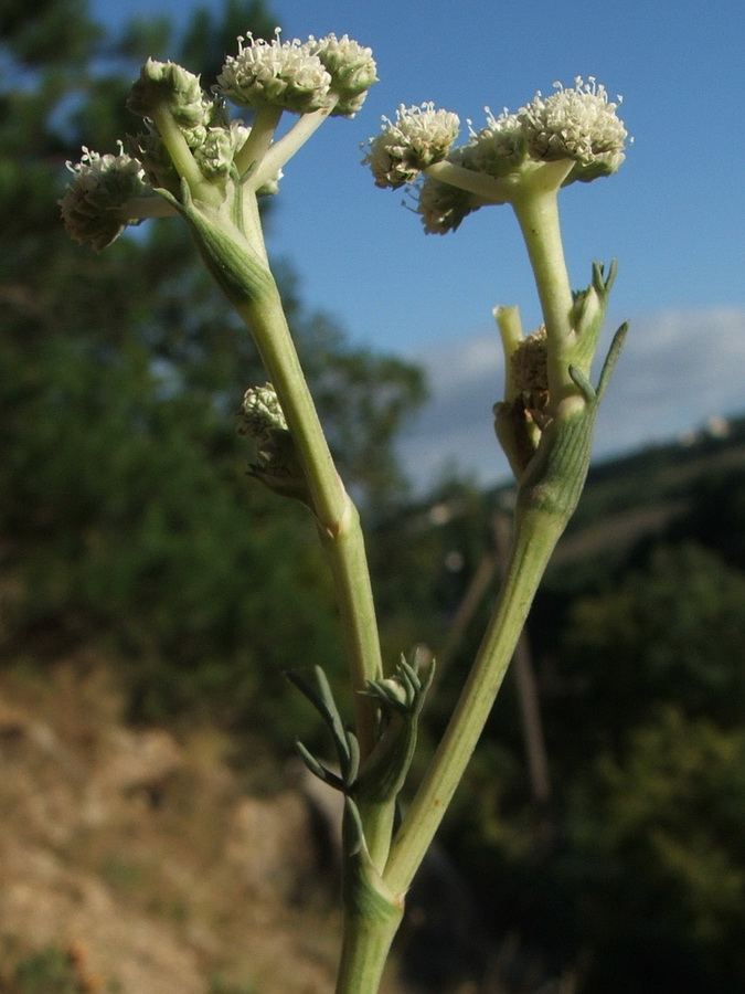 Image of Seseli dichotomum specimen.