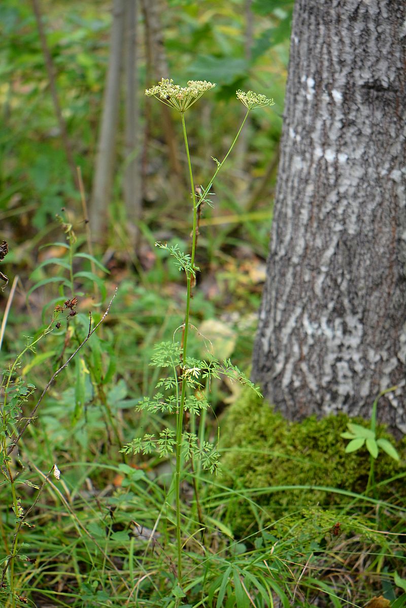 Изображение особи Selinum carvifolia.