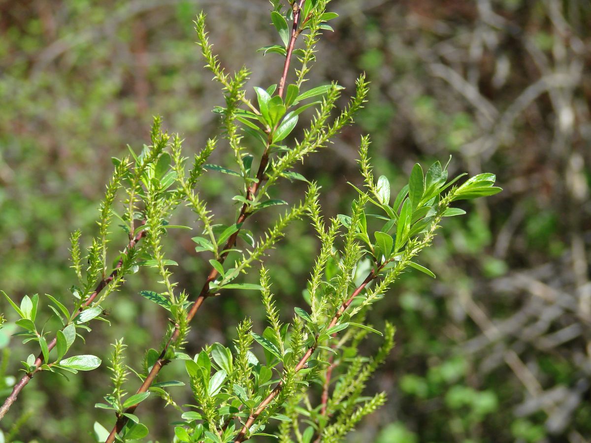 Image of genus Salix specimen.