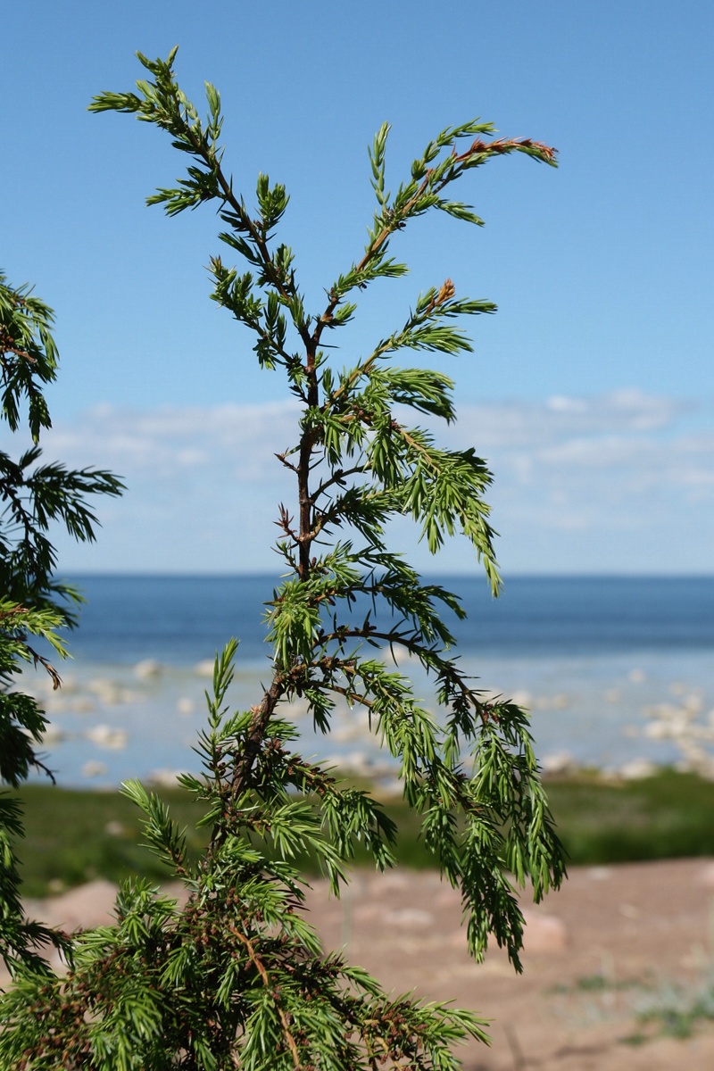 Изображение особи Juniperus communis.