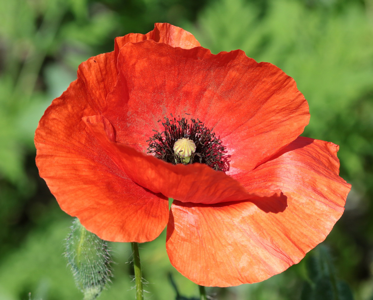 Image of Papaver rhoeas specimen.