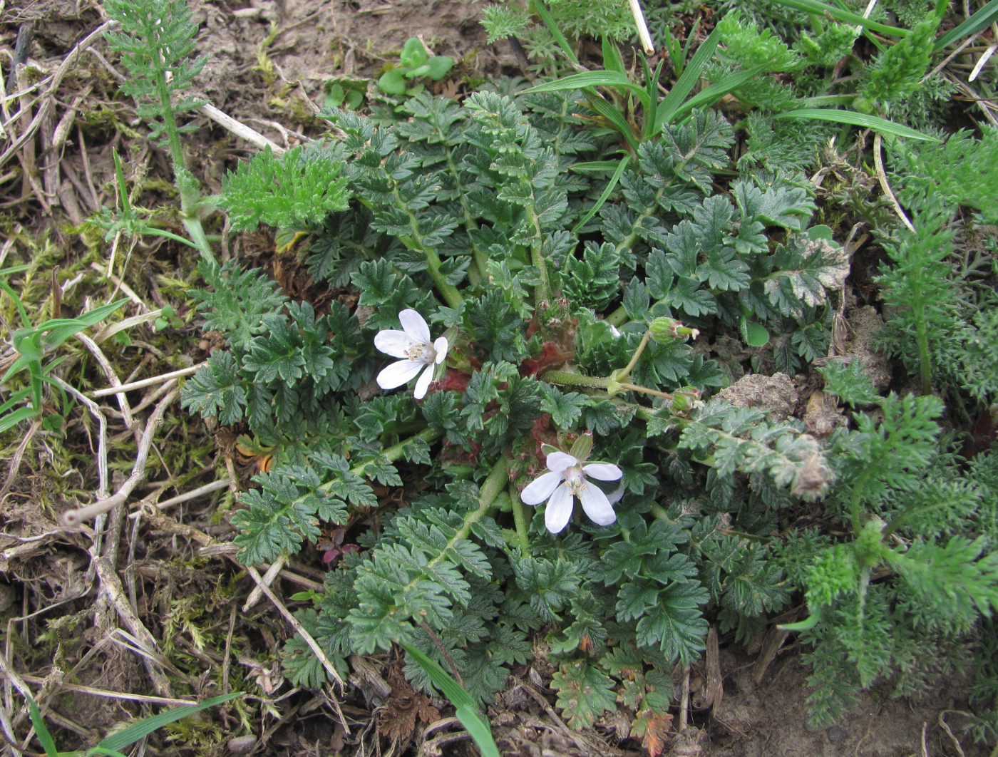 Изображение особи Erodium cicutarium.