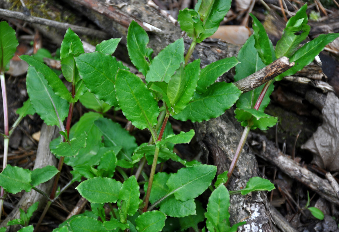 Image of Stellaria nemorum specimen.