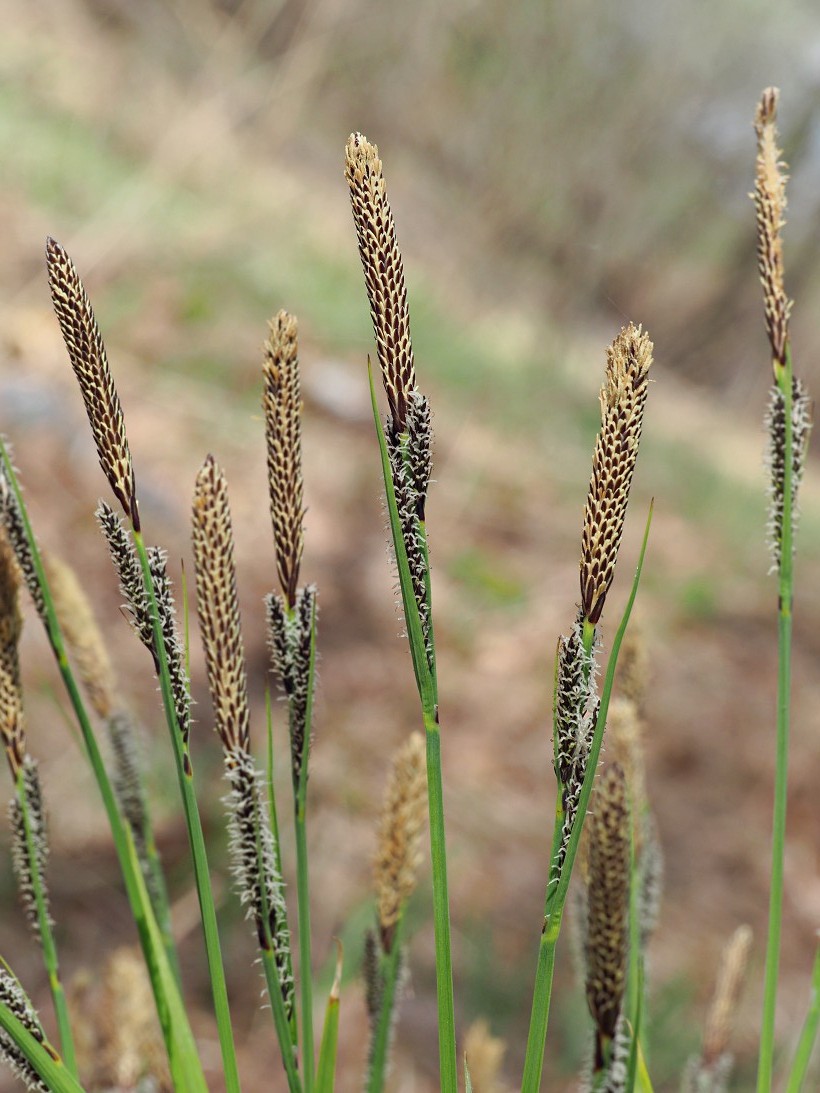 Изображение особи Carex cespitosa.