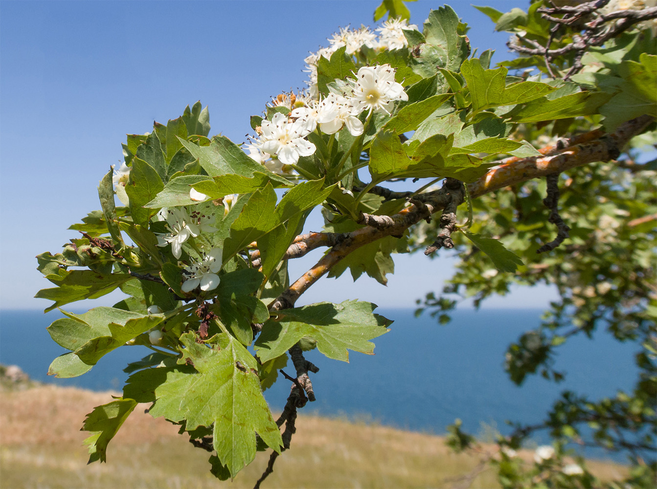 Image of Crataegus rhipidophylla specimen.