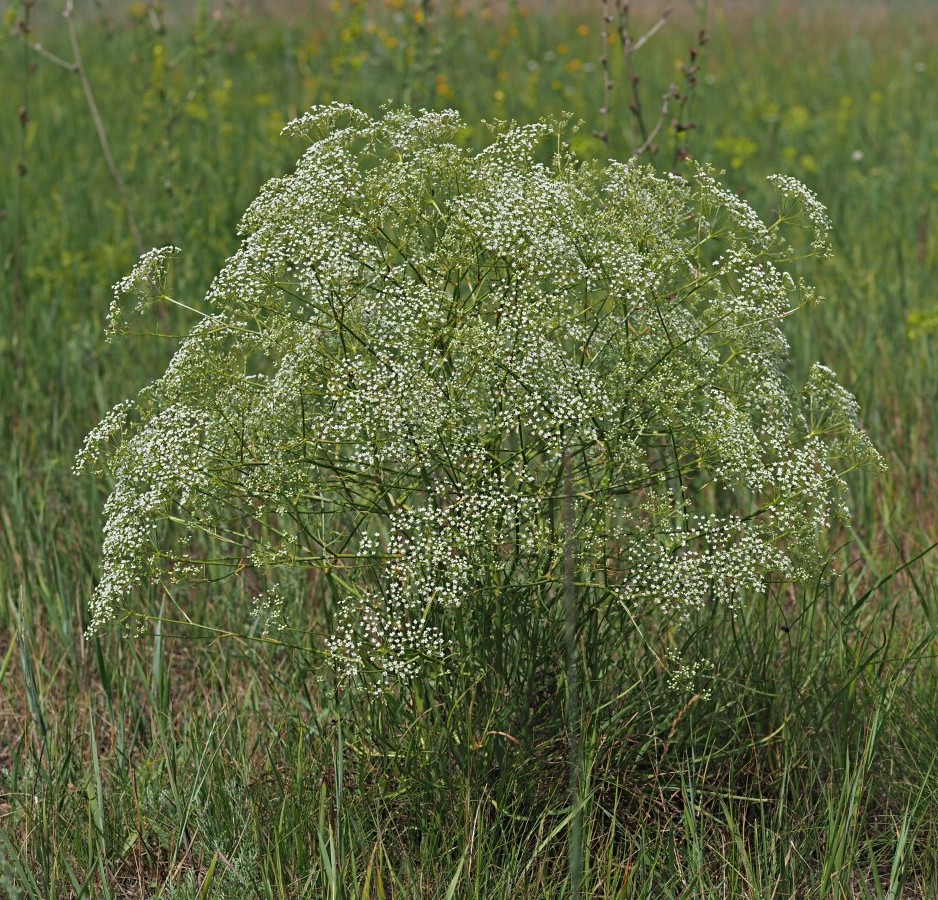 Image of Falcaria vulgaris specimen.