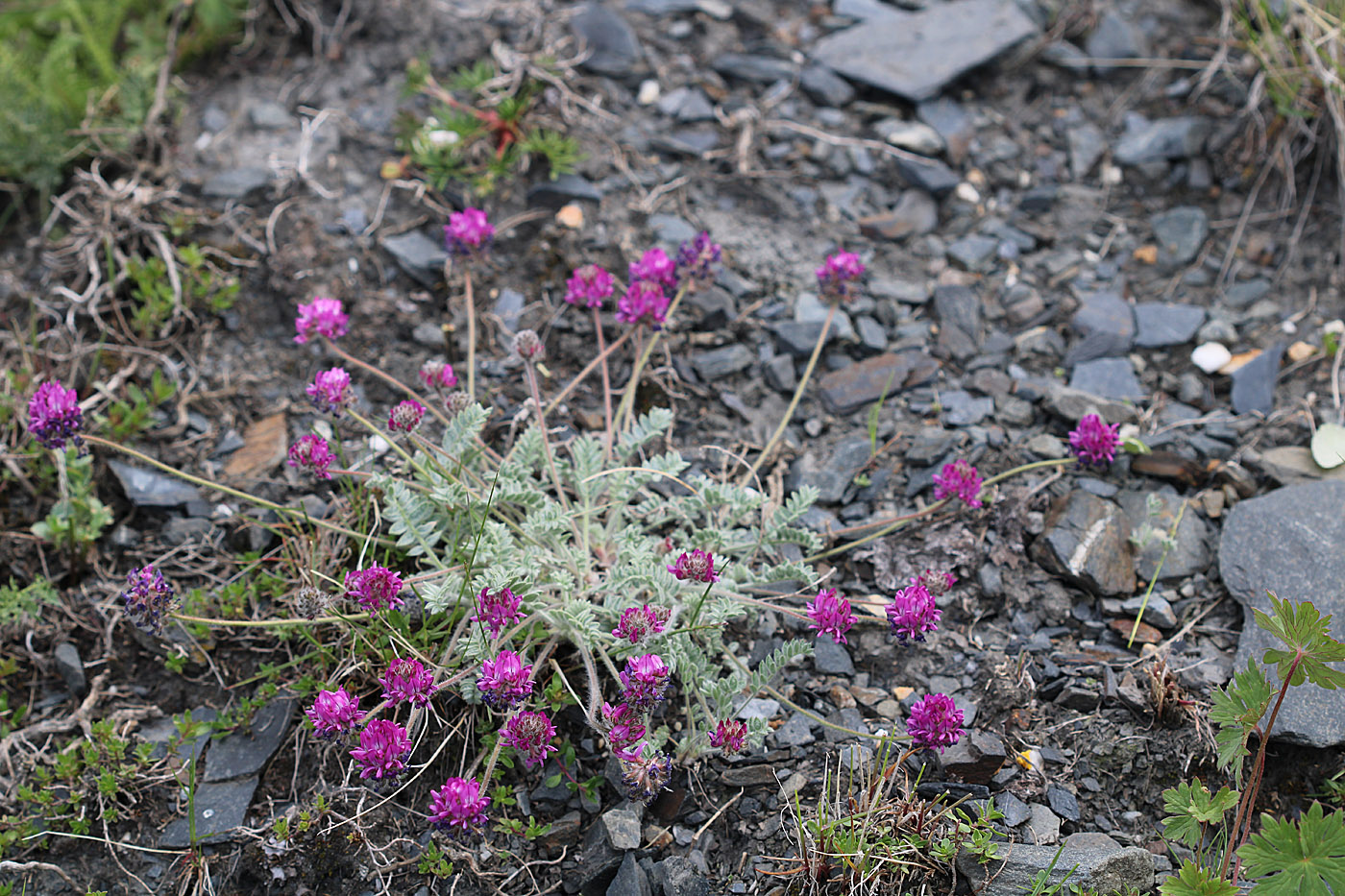 Изображение особи Oxytropis microsphaera.