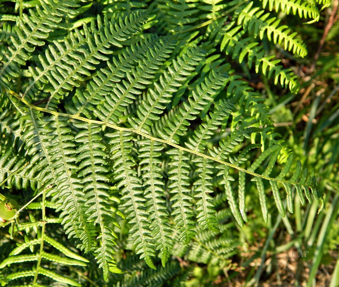 Image of Pteridium aquilinum ssp. atlanticum specimen.