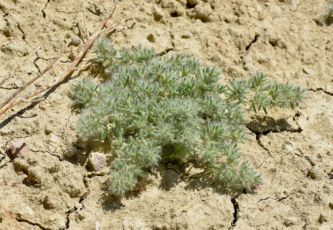 Image of Halocharis hispida specimen.