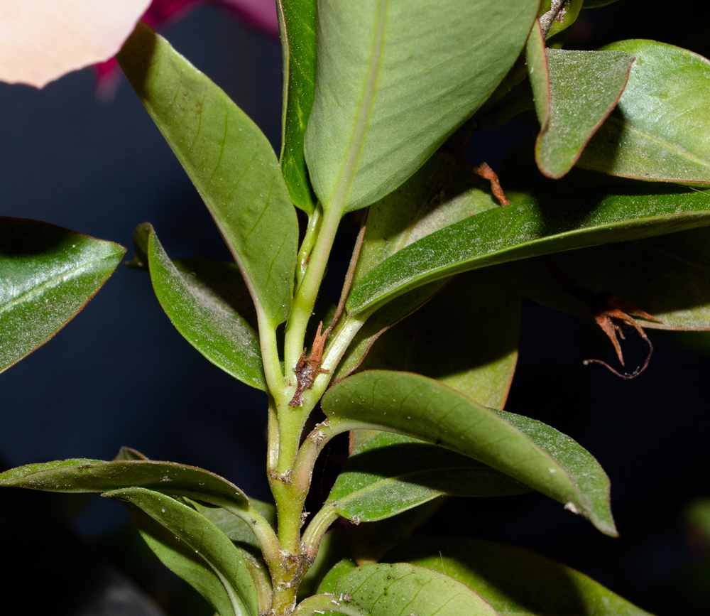 Image of Mandevilla sanderi specimen.