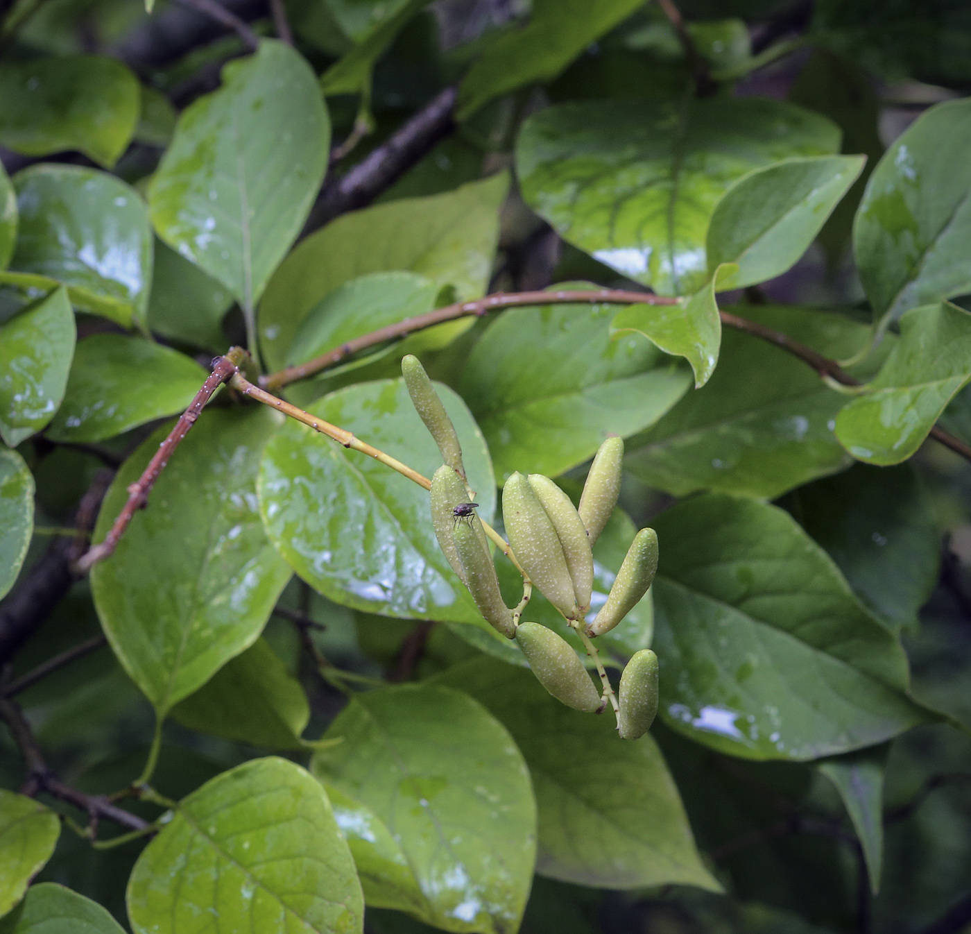 Image of Syringa reticulata ssp. pekinensis specimen.