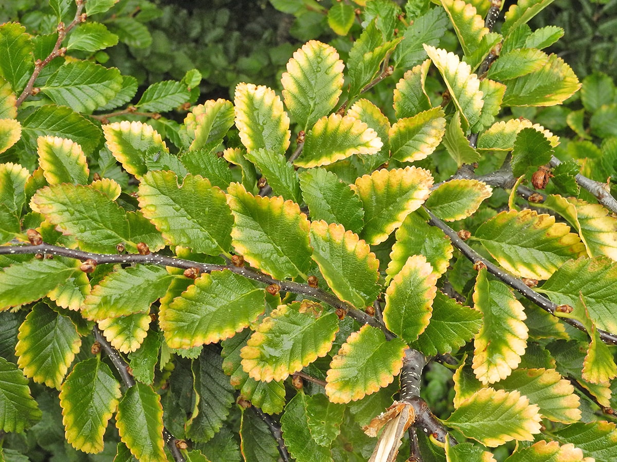 Изображение особи Nothofagus pumilio.