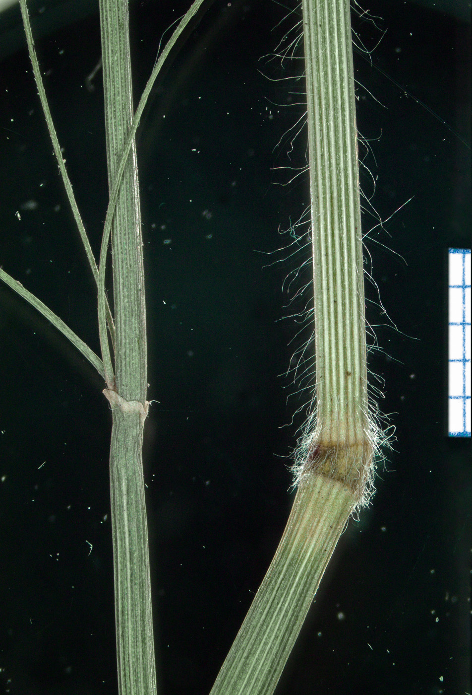 Изображение особи Bromopsis pumpelliana.