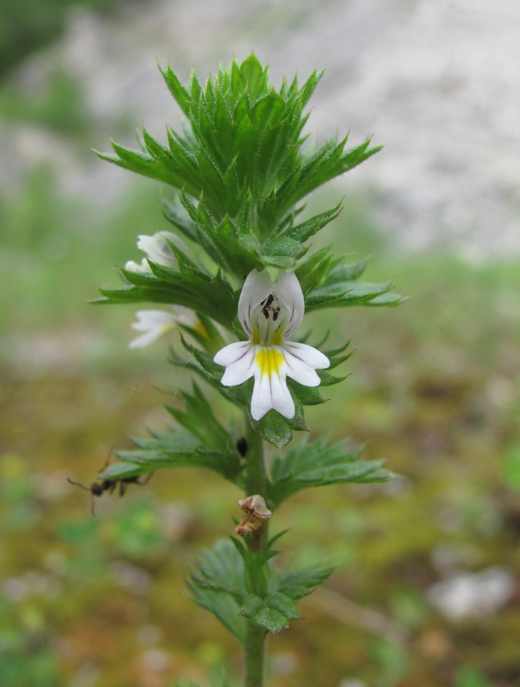 Изображение особи Euphrasia caucasica.