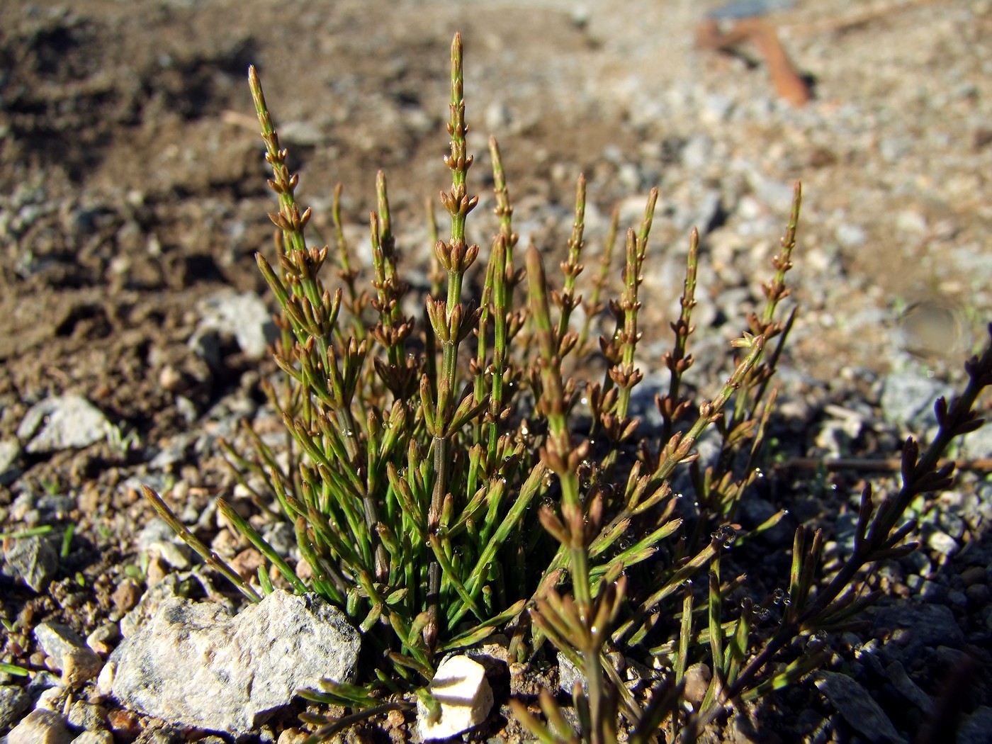 Image of Equisetum arvense specimen.