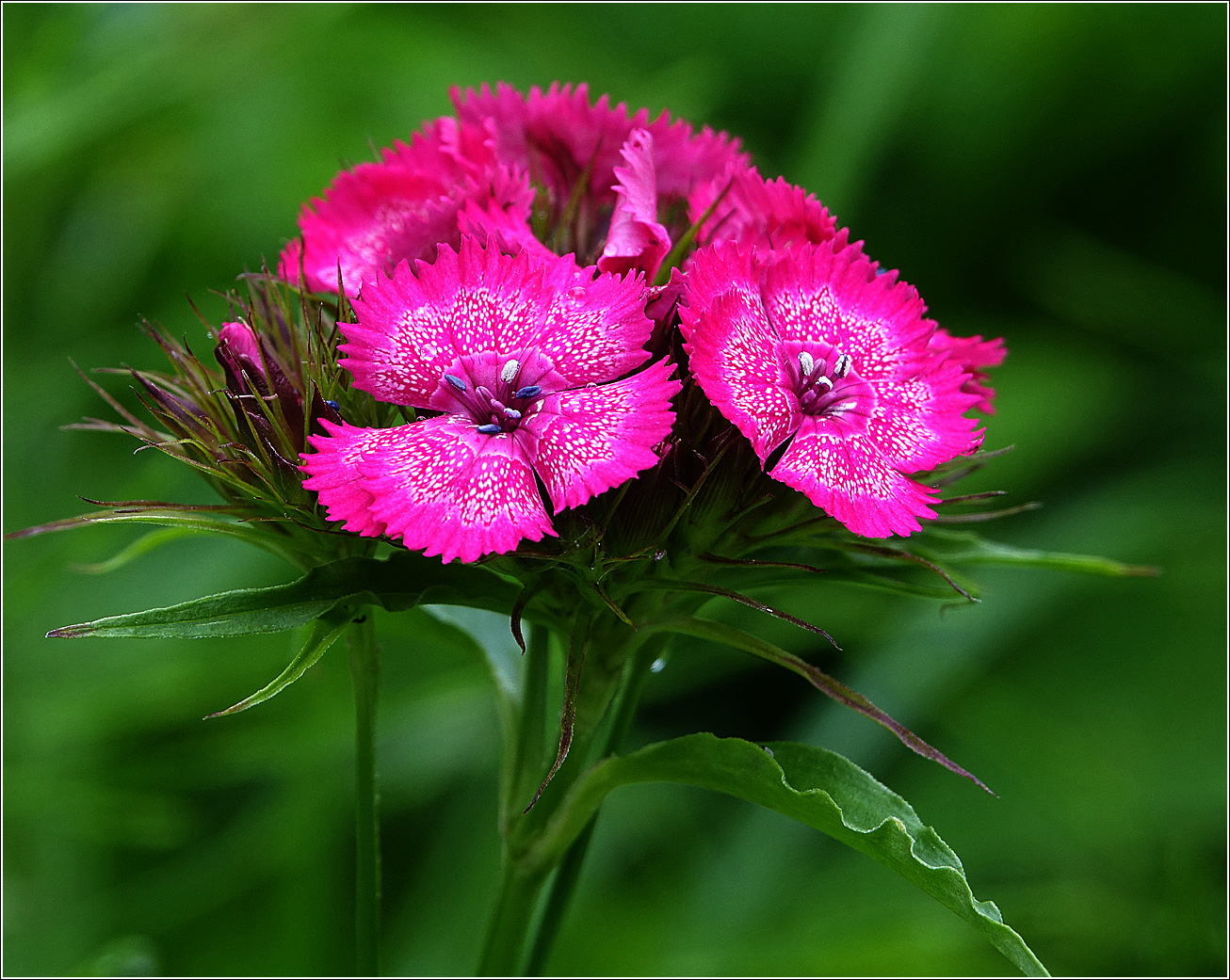 Image of Dianthus barbatus specimen.