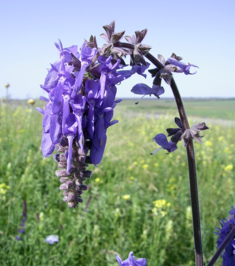 Image of Salvia nutans specimen.