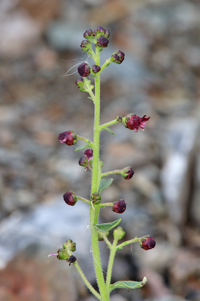 Image of Scrophularia incisa specimen.