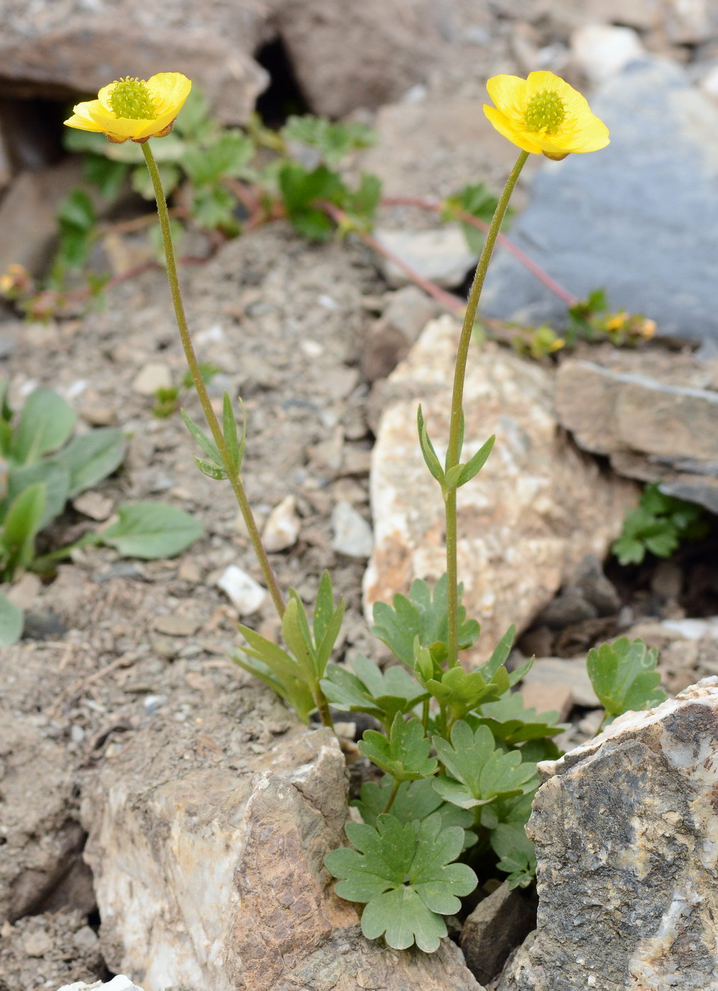 Image of genus Ranunculus specimen.