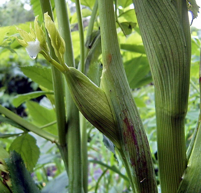 Image of Archangelica officinalis specimen.