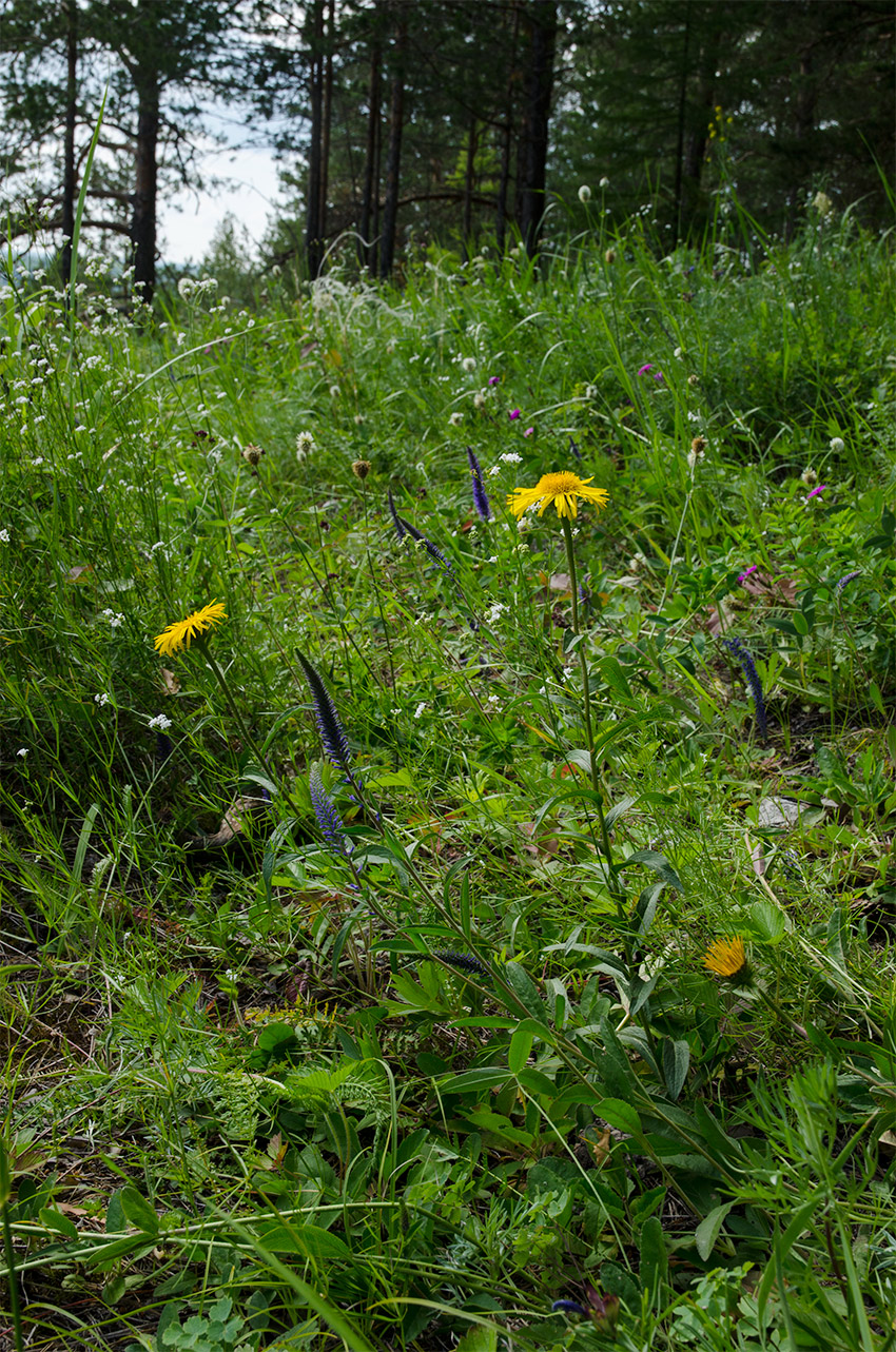 Image of Inula salicina specimen.