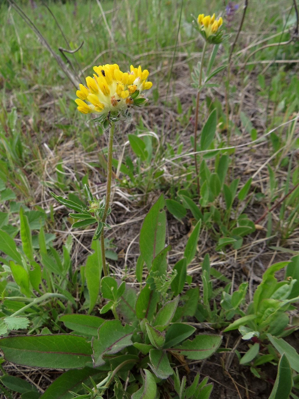 Image of Anthyllis arenaria specimen.