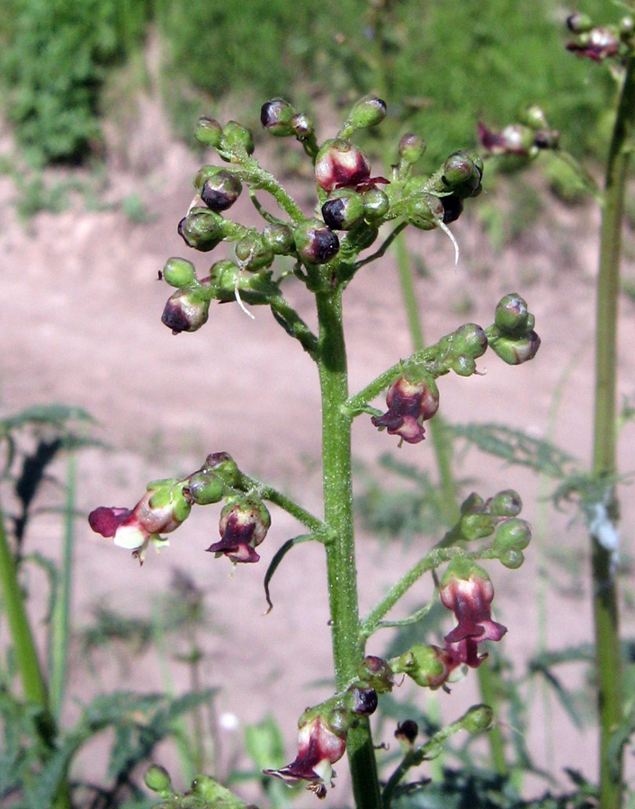 Image of Scrophularia kiriloviana specimen.