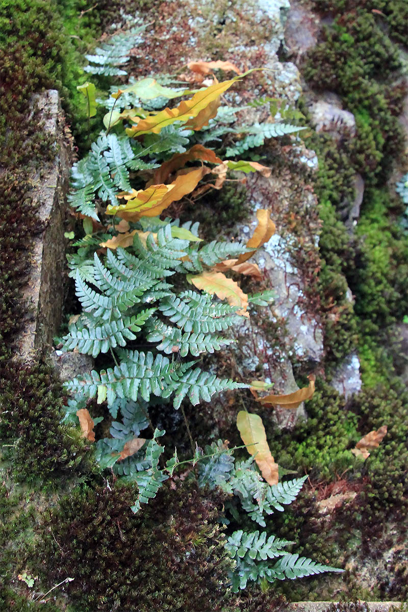 Image of class Polypodiopsida specimen.