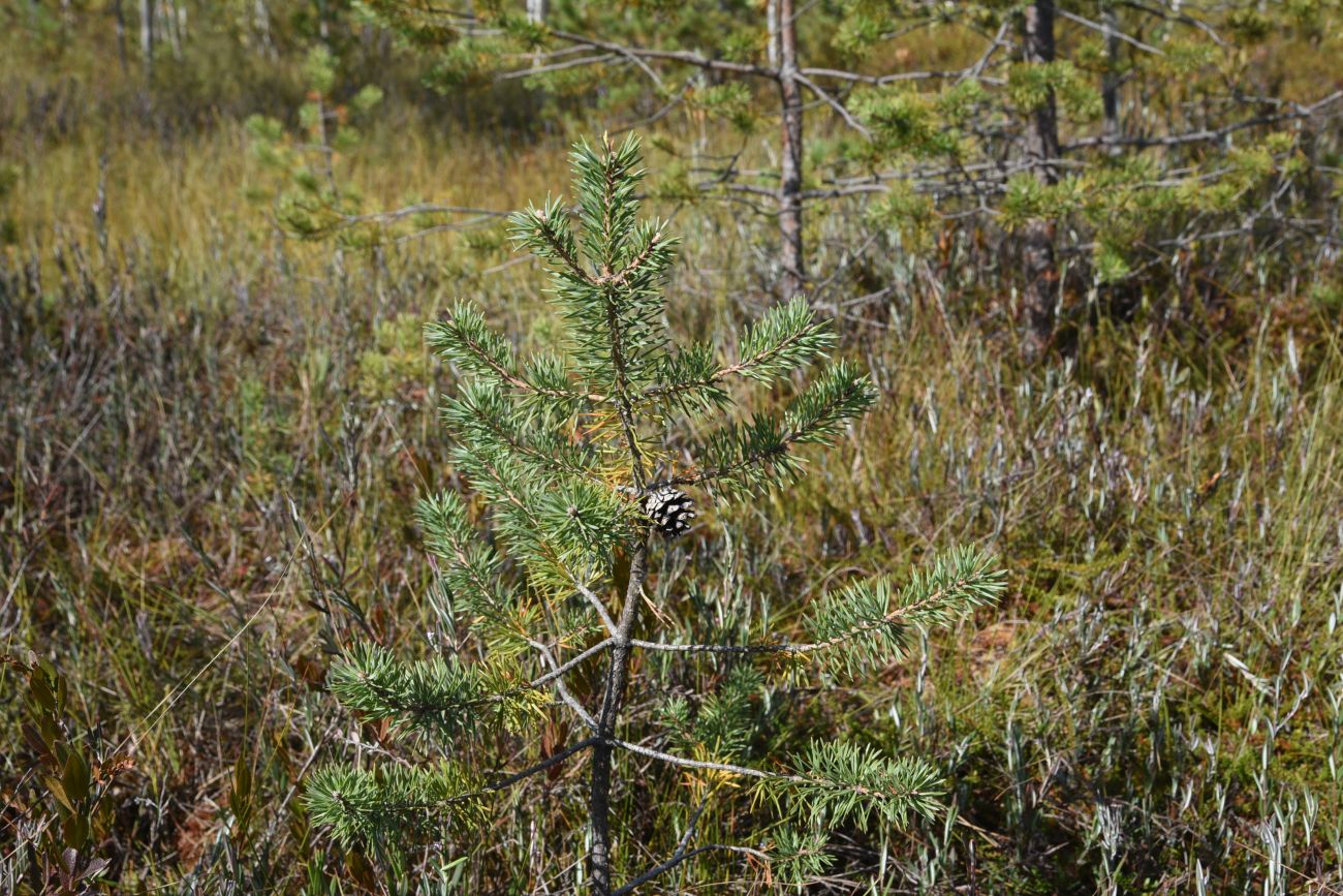 Изображение особи Pinus sylvestris.