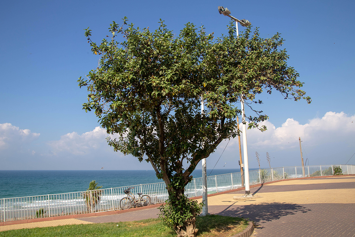 Image of Lagunaria patersonia specimen.