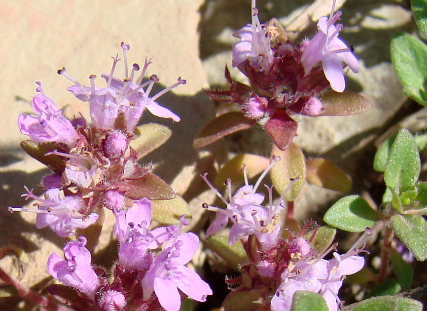 Изображение особи род Thymus.