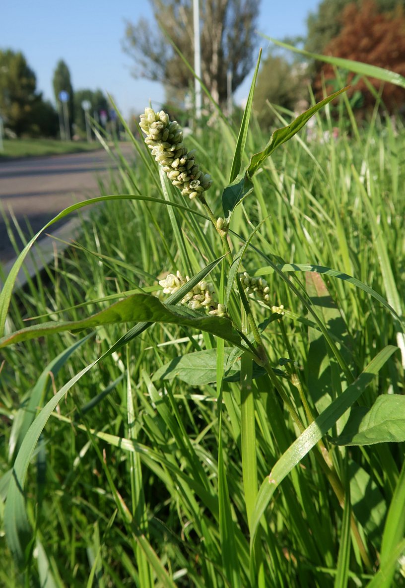 Изображение особи Persicaria scabra.