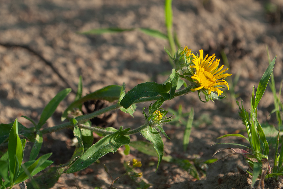 Image of Inula britannica specimen.