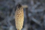 Смотреть изображение Equisetum telmateia